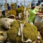 Penyebab Hasil Perajangan Bahan Pertanian Tidak Seragam Saat Produksi
