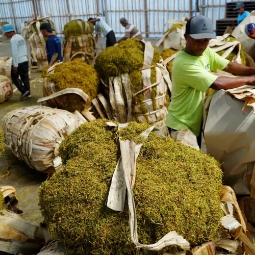 Penyebab hasil perajangan bahan pertanian tidak seragam
