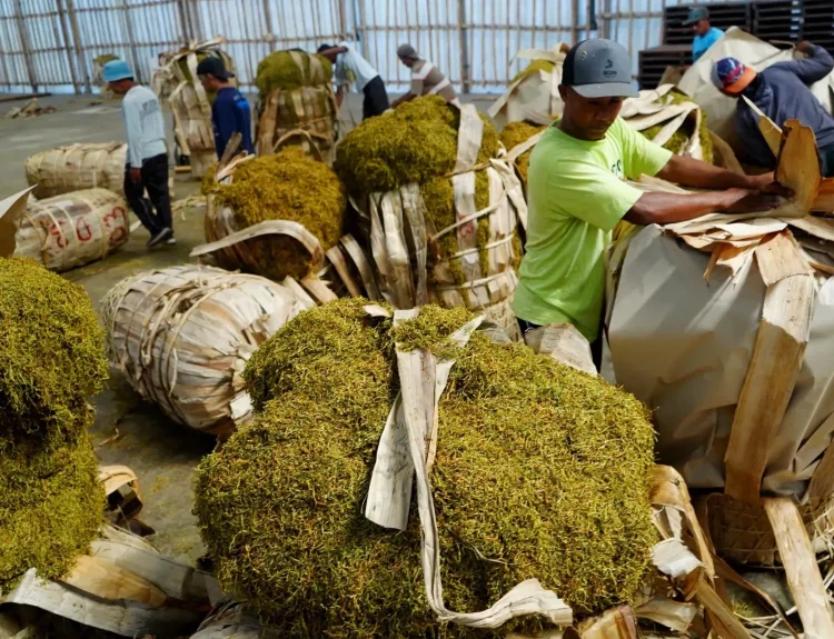 Penyebab hasil perajangan bahan pertanian tidak seragam