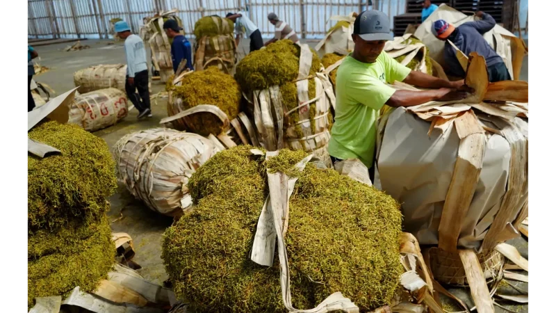 Penyebab Hasil Perajangan Bahan Pertanian Tidak Seragam Saat Produksi