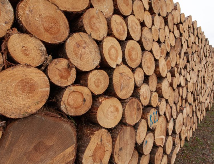 tips memilih bahan kayu untuk bubut