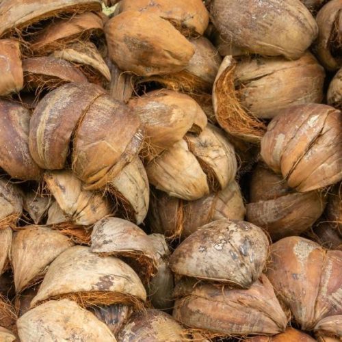 manfaat tempurung kelapa