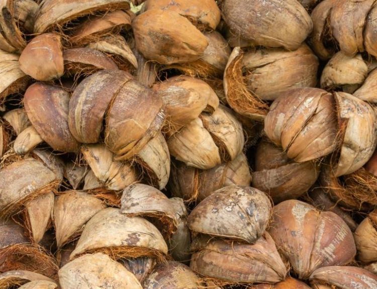 manfaat tempurung kelapa