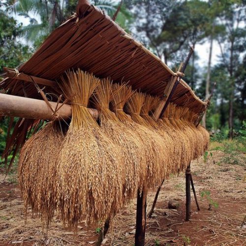 ciri bibit padi kering berkualitas