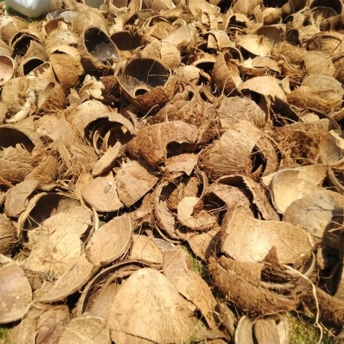 limbah batok kelapa dimanfaatkan