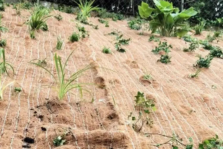 cara melindungi benih dari erosi permukaan