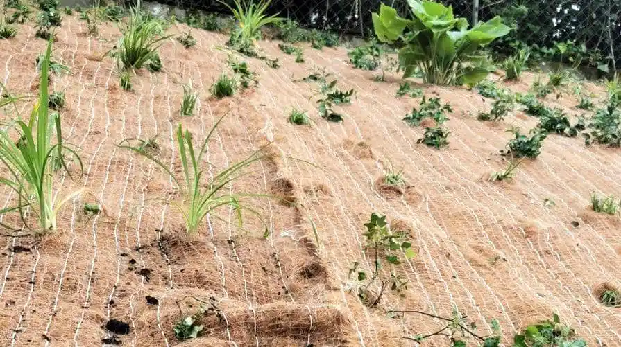 cara melindungi benih dari erosi permukaan