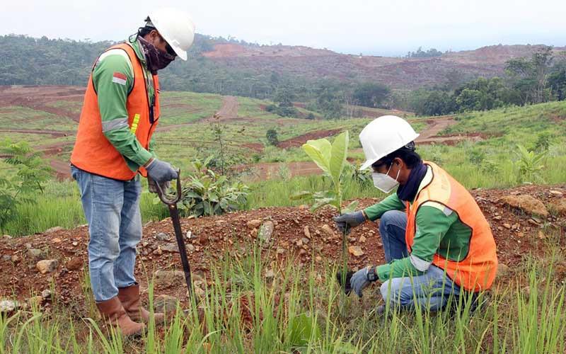 rehabilitasi lahan tambang
