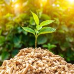 Cara Mengolah Biomassa untuk Kebutuhan Industri