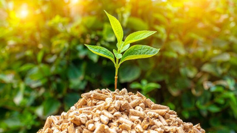 Cara Mengolah Biomassa untuk Kebutuhan Industri