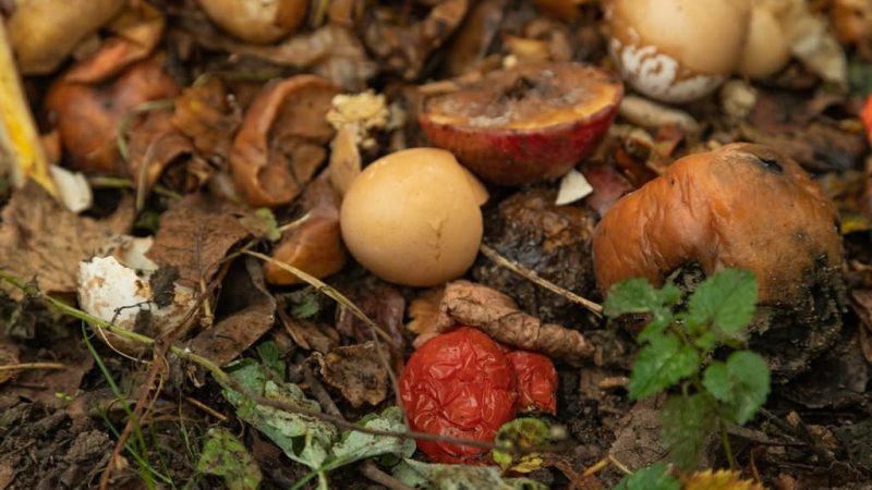 Manfaat Cacahan Organik untuk Tanaman dan Kesuburan Tanah