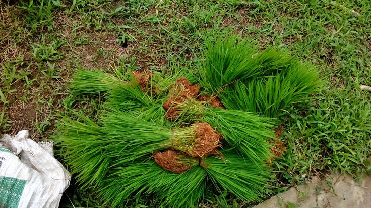 ciri bibit semai kering berkualitas