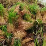 Cara Menjaga Kualitas Gabah agar Tetap Unggul