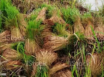 Cara Menjaga Kualitas Gabah agar Tetap Unggul
