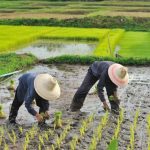 Waktu Pemesanan Jasa Tanam Padi Jogja agar Tidak Terlambat