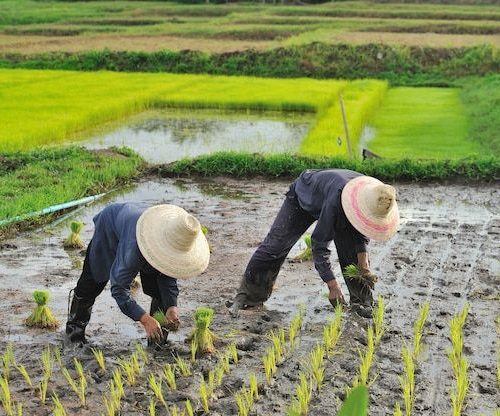 waktu pemesanan jasa tanam padi jogja