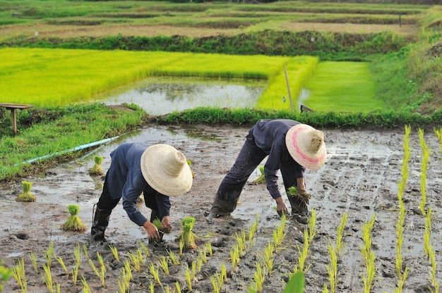 waktu pemesanan jasa tanam padi jogja